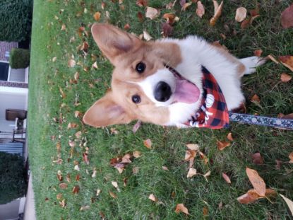 Picture of Regression 454.7 Test Product