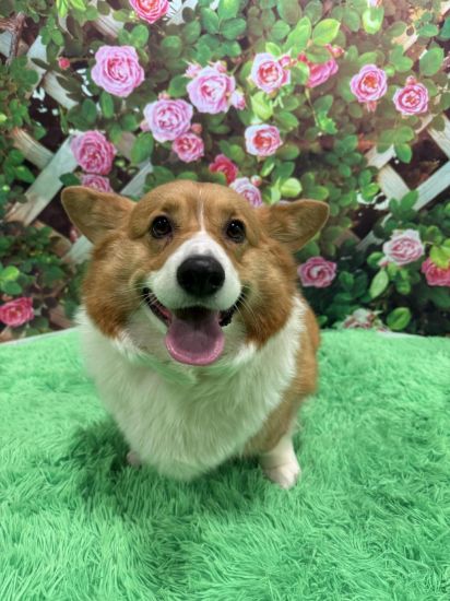 Red and white corgi on grass in front of decorated lattice full of pink flowers